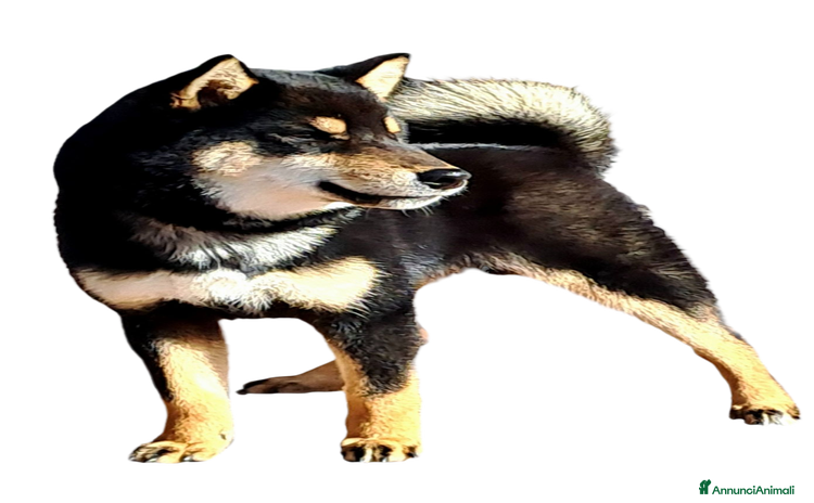 Shiba Inu cani a Città metropolitana di Roma Capitale - Annuncio 1
