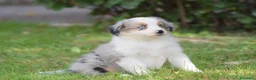 Miniature American Shepherd cani in vendita: MINIATURE AMERICAN SHEPHERD - Annuncio 16