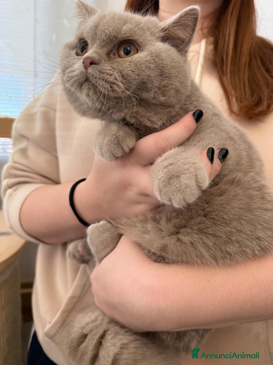 British gatti in vendita: MAGNIFICI CUCCIOLI BRITISH BLU-LILAC-LILAC TORTIE  - Annuncio 4