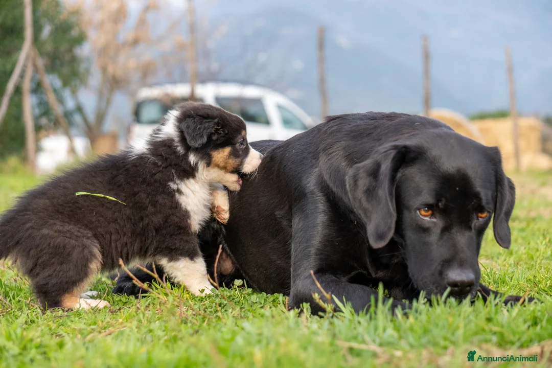 Australian Shepherd cani in vendita: Australian Shepherd  - Annuncio 15