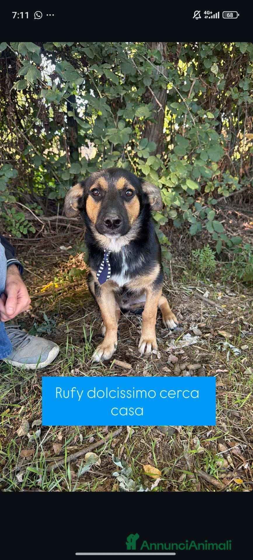 Meticcio cani Rufus cerca urgentemente casa - Annuncio 6