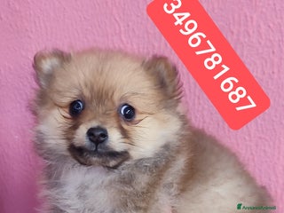 Spitz cani SPITZ TEDESCO PICCOLO ultima stupenda batuffola - Annuncio 1