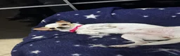 Chihuahua cani in vendita: Chihuahua - Annuncio 2