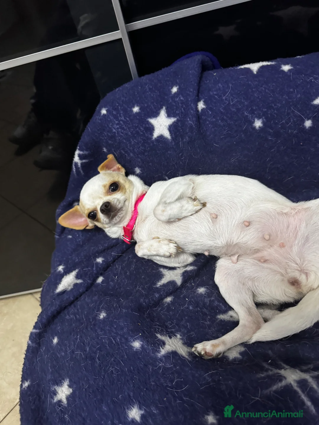 Chihuahua cani in vendita: Chihuahua - Annuncio 2