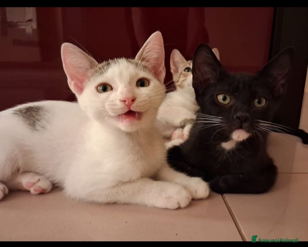 Meticcio gatti Tom e Jerry  - Annuncio 40