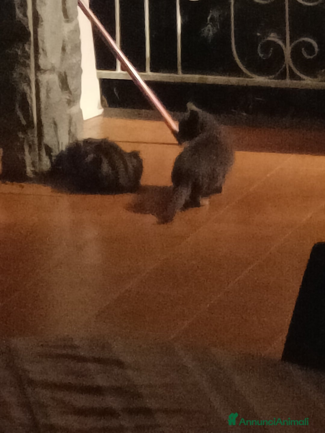 Altre razze gatti in regalo: Adozione gatti piccoli randagi - Annuncio 5