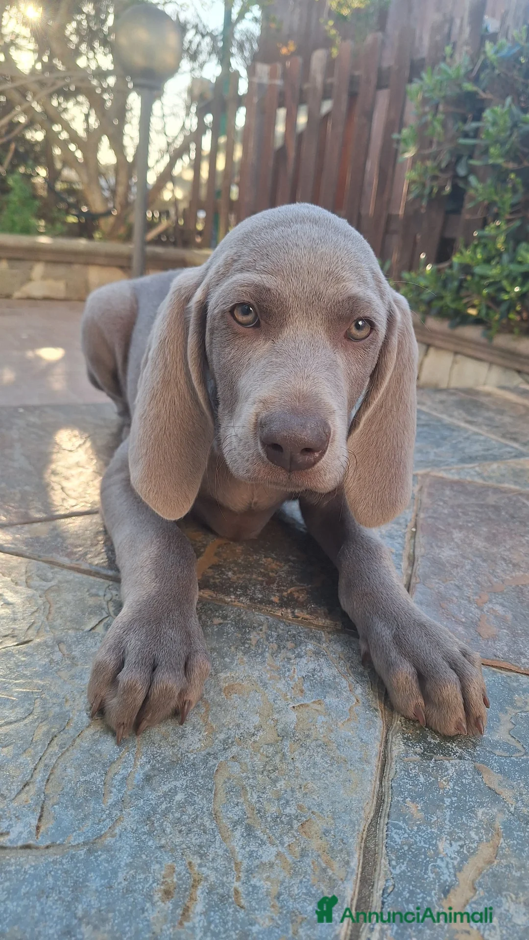 Weimaraner cani in vendita: Ultimissima cucciola di Weimaraner  a Provincia di Lecce - Annuncio 2