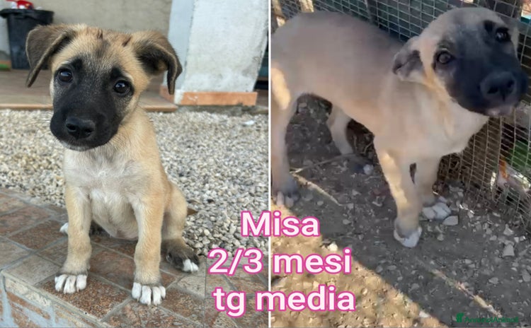 Meticcio cani a Provincia di Modena - Annuncio 13