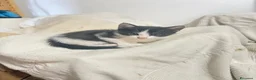 Europeo gatti in vendita: Meravigliosi Gattini  - Annuncio 5