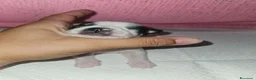 Chihuahua cani in vendita: Chihuahua toy pedigree Enci  a Provincia di Verona - Annuncio 8