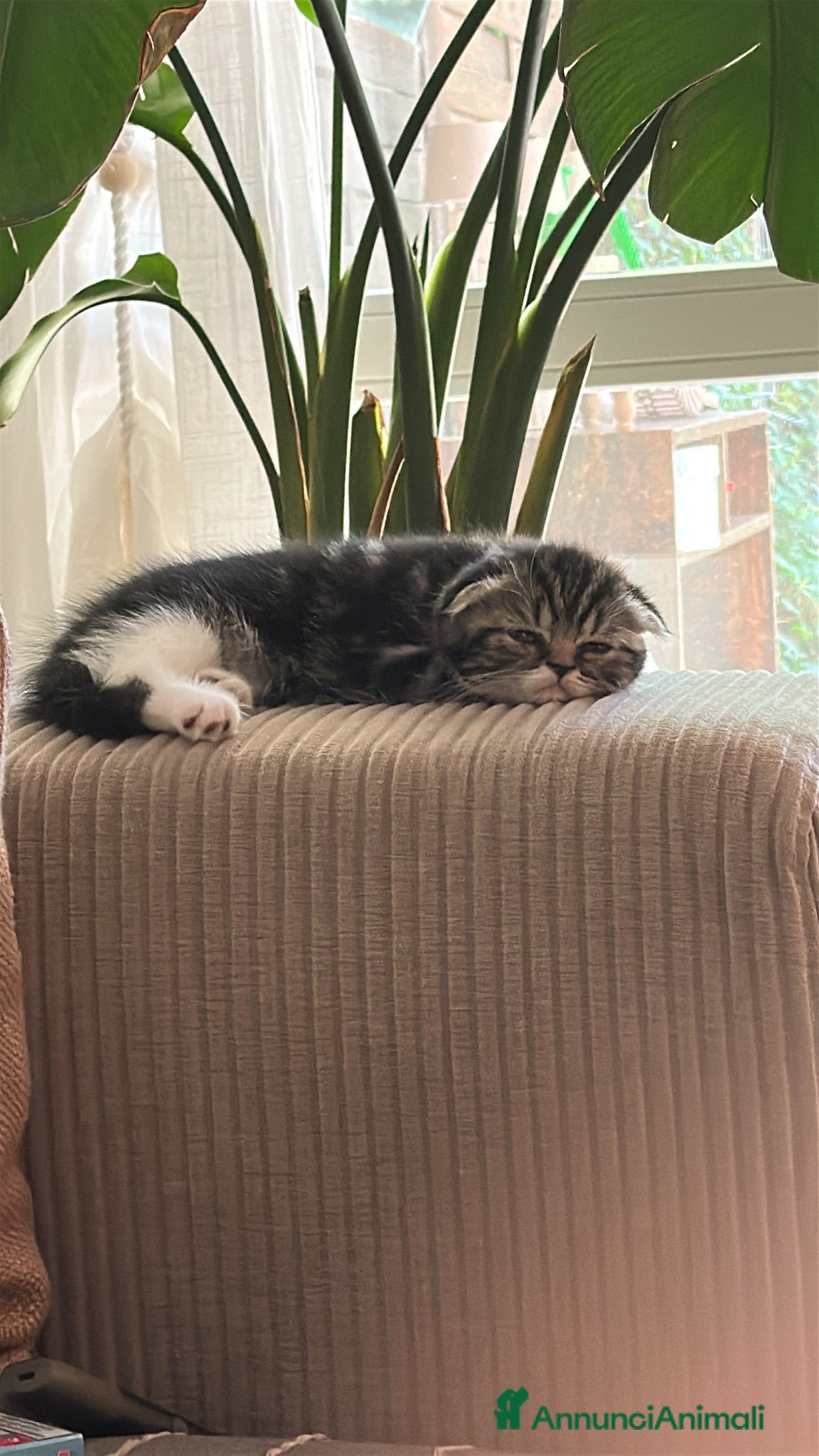 Scottish gatti Scottish fold - Annuncio 2