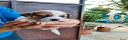 Jack Russell cani in vendita: Cuccioli di puro Jack russel  - Annuncio 1