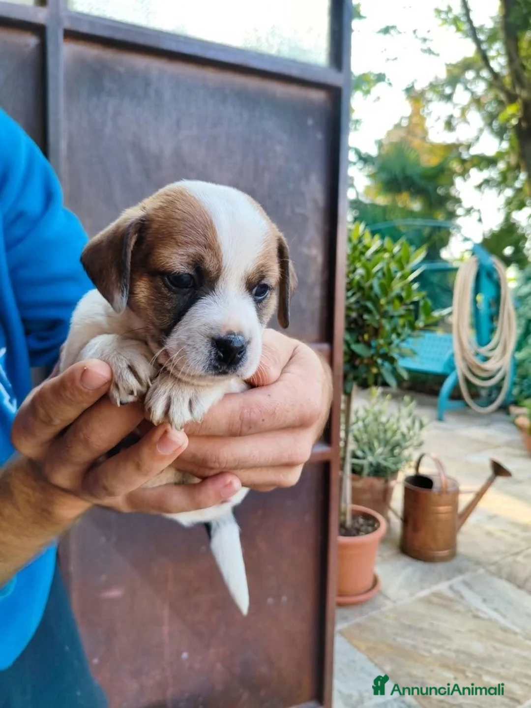 Jack Russell cani in vendita: Cuccioli di puro Jack russel  - Annuncio 1