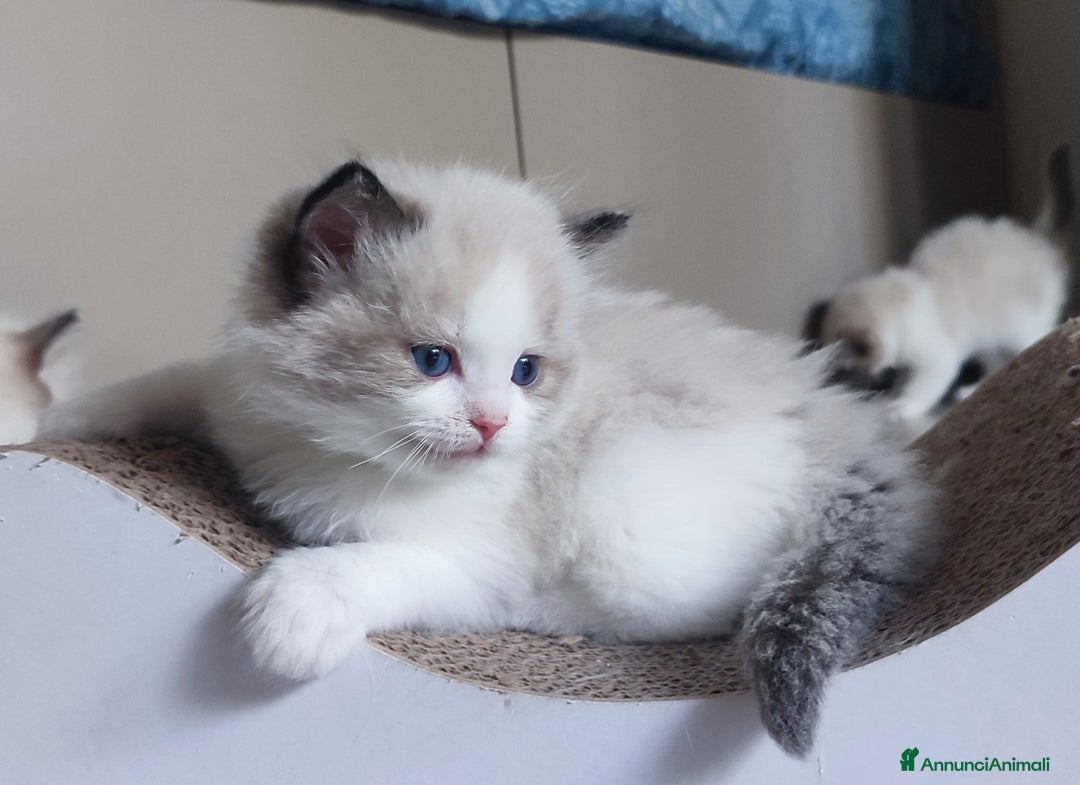 Ragdoll gatti in vendita: Cucciolo ragdoll  a Città metropolitana di Milano - Immagine 10