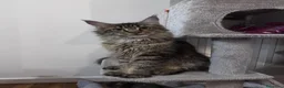 Maine Coon gatti in vendita: Cuccioli Maine Coon - Annuncio 6