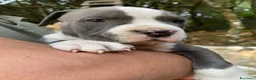 American Staffordshire cani in vendita: Disponibili due cuccioli Amstaff nati ad agosto  - Annuncio 15