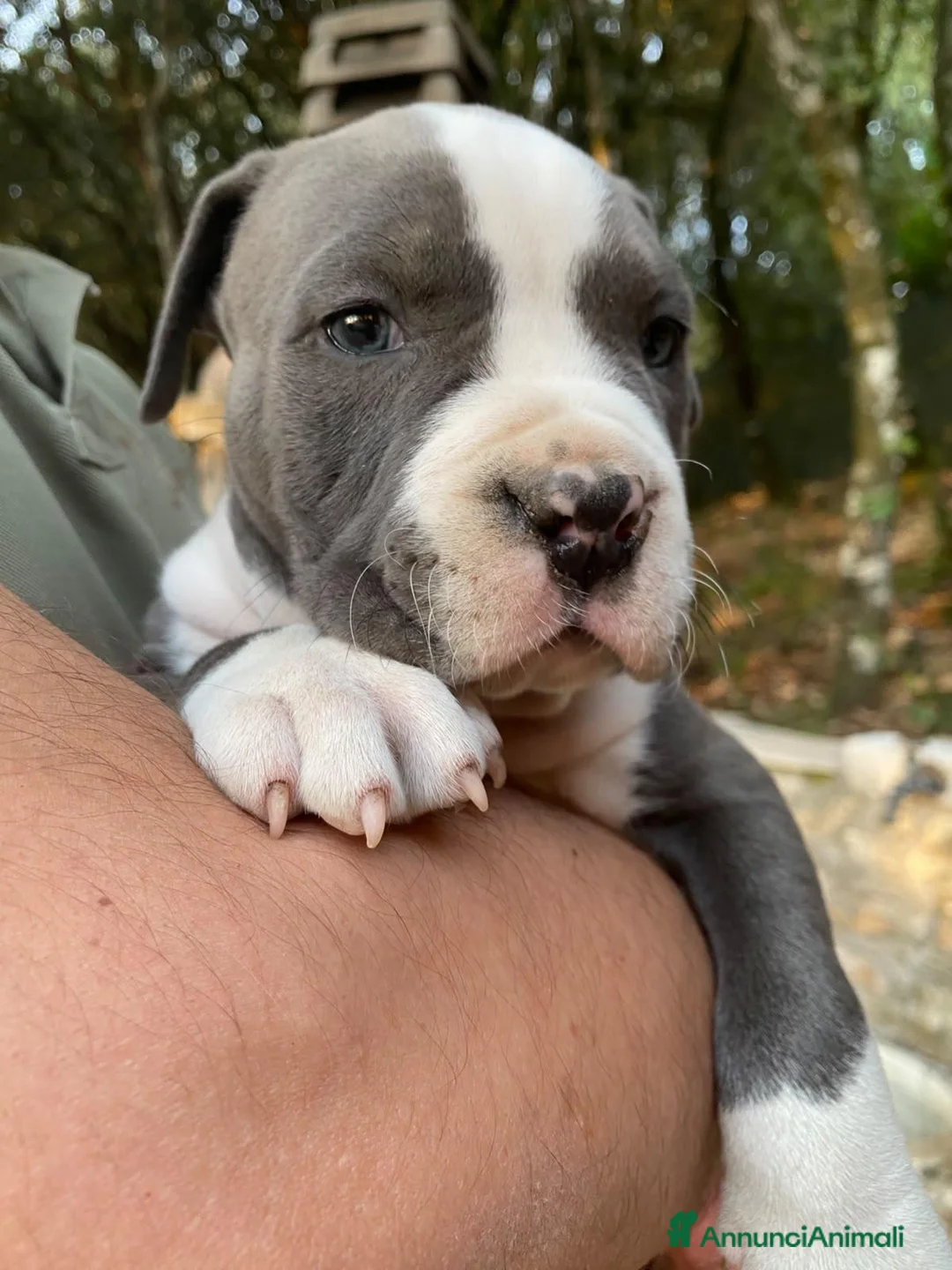 American Staffordshire cani in vendita: Disponibili due cuccioli Amstaff nati ad agosto  - Annuncio 15