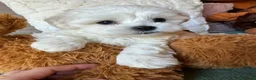 Maltese cani in vendita: Cuccioli di maltese - Annuncio 9