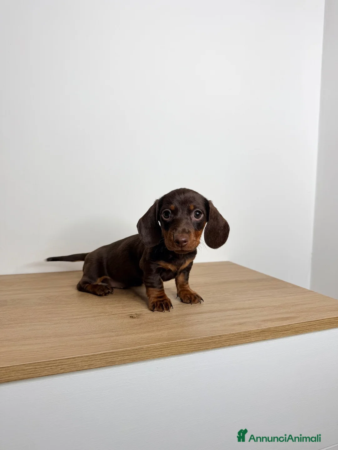 Bassotto cani in vendita: Cucciolo di bassotto ENCI  - Annuncio 1