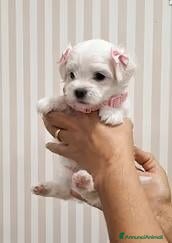 Maltese cani Maltese coreano mini toy - Annuncio 2
