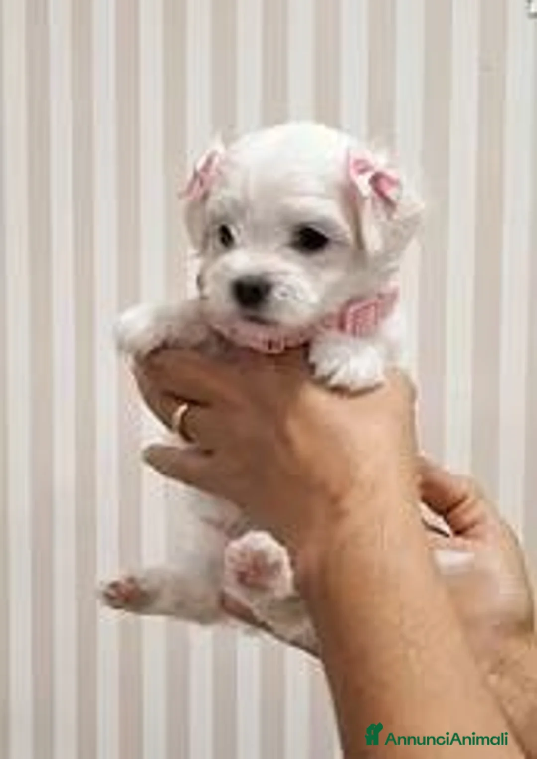 Maltese cani in vendita: Maltese coreano mini toy - Annuncio 1