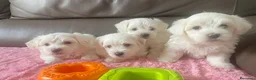 Maltese cani in vendita: Cuccioli di maltese - Annuncio 1