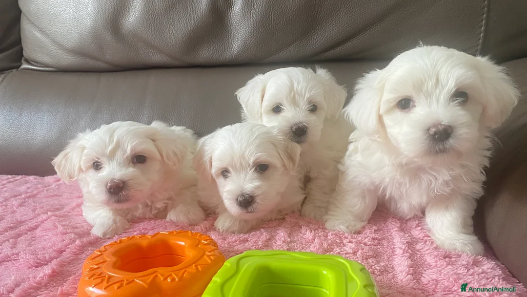Maltese cani in vendita: Cuccioli di maltese - Annuncio 1