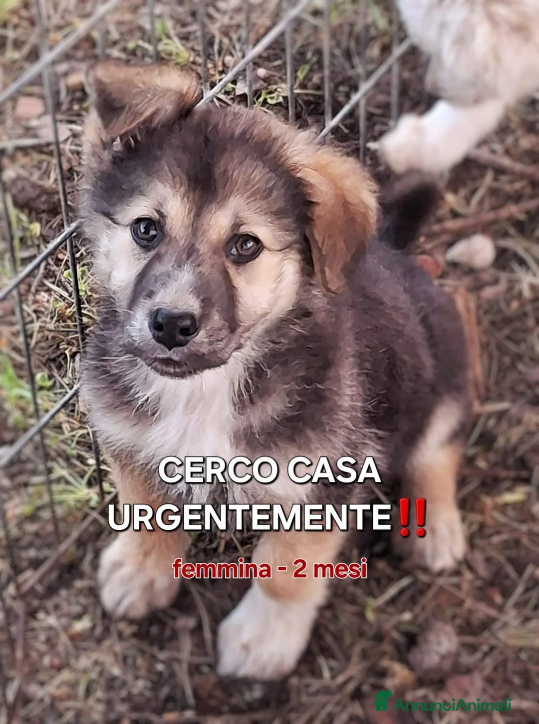 Meticcio cani in regalo: LEDA 🩷-cucciola mix pastore, merita una famiglia a Città Metropolitana di Bologna - Annuncio 2