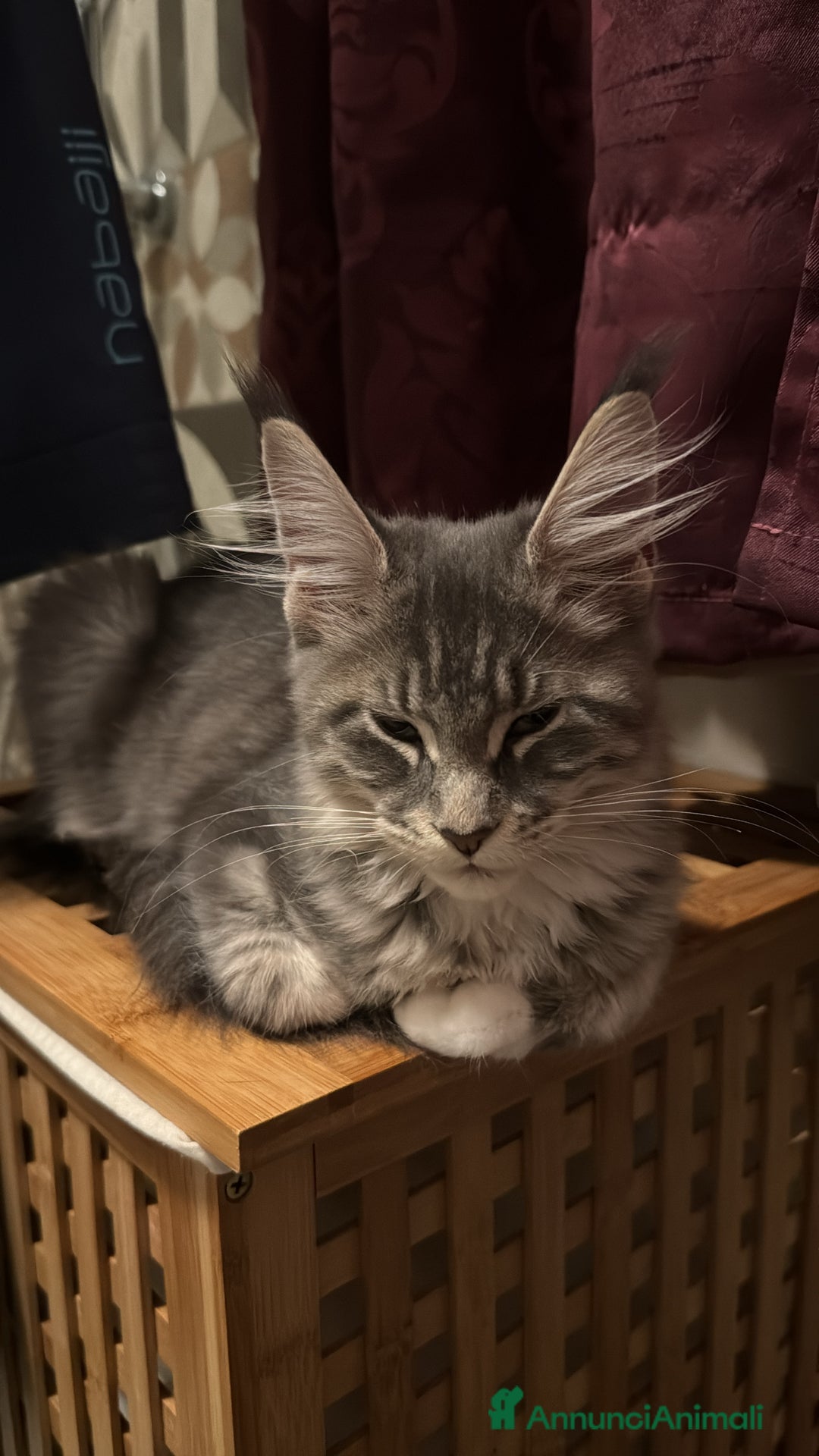 Maine Coon gatti in vendita: Cucciole Maine coon - Annuncio 4