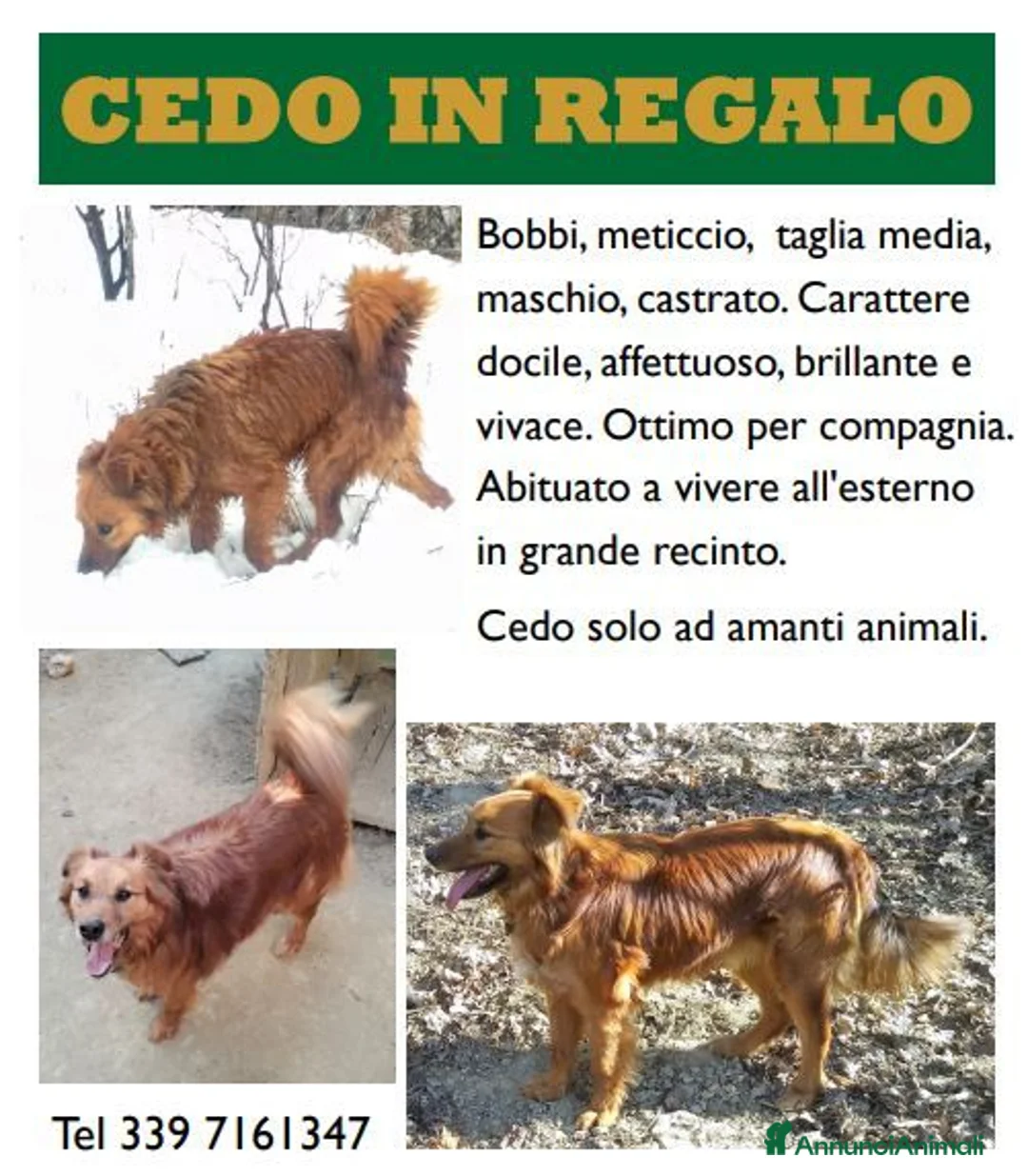Meticcio cani in regalo: Bobbi meticcio - Annuncio 1