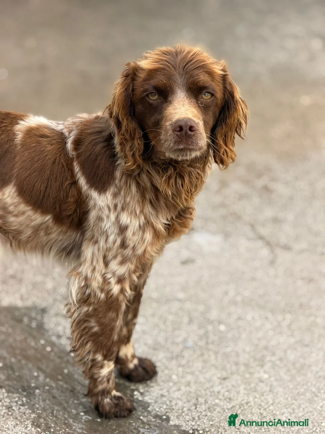 Breton cani in regalo: Breton . Maschio .  - Annuncio 1