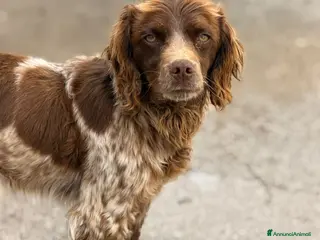 Breton cani Breton . Maschio . - Annuncio 1