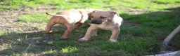 Pitbull cani in vendita: Cuccioli Pit Bull con Pedigree anche a rate - Annuncio 29