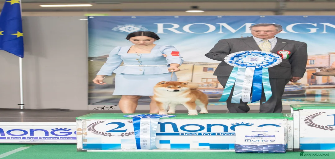 Immagine della galleria {{count}}