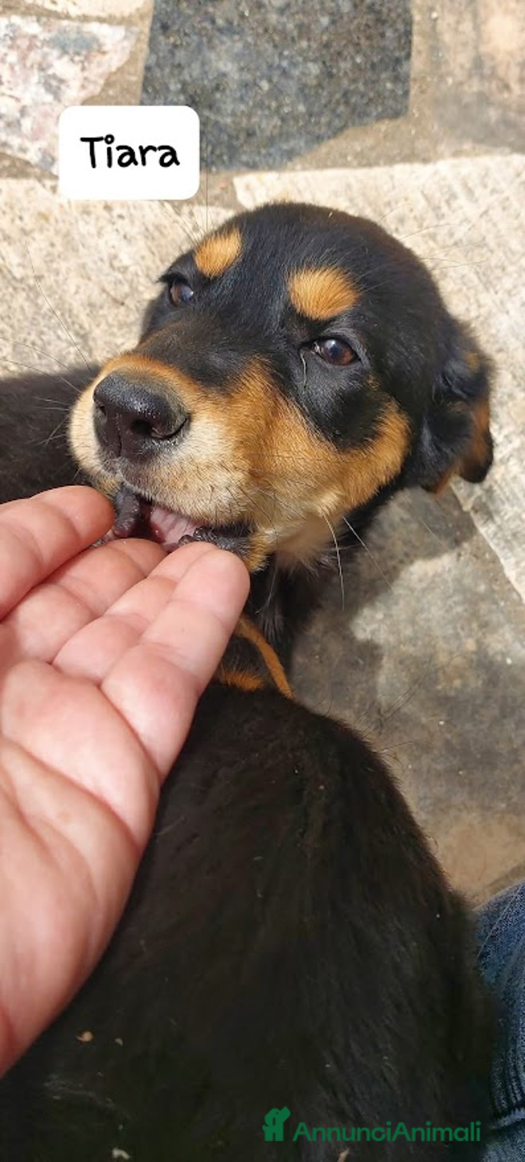 Meticcio cani in regalo: TIARA cucciola dolce a Città Metropolitana di Bologna - Immagine 5
