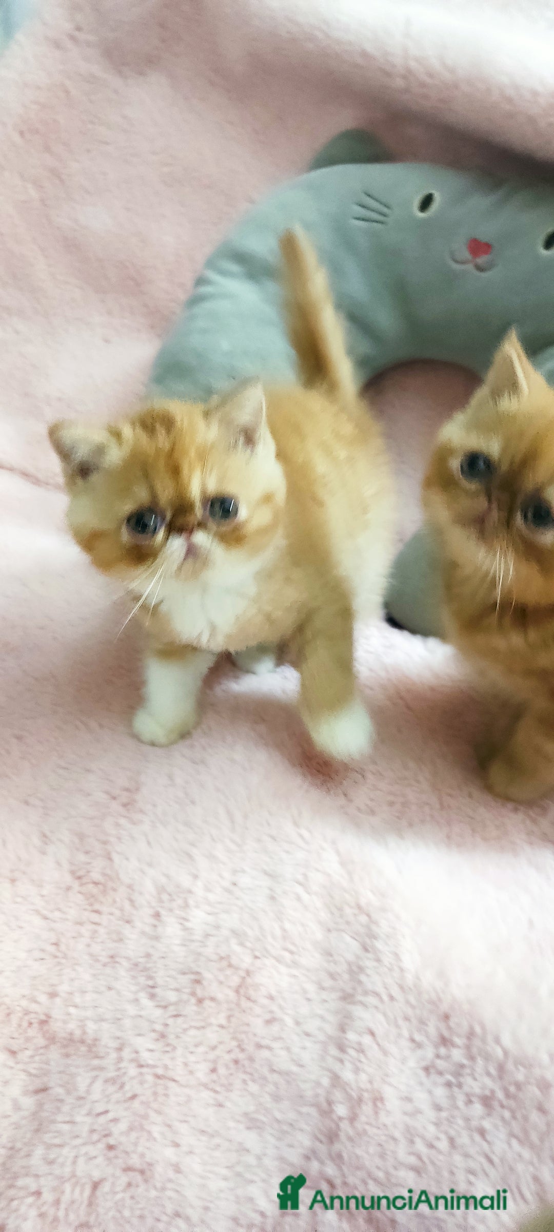 Exotic Shorthair gatti in vendita: Cuccioli gatto Exotica short hair - Annuncio 5