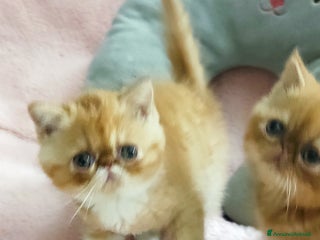 Exotic Shorthair gatti Cuccioli gatto Exotica short hair - Annuncio 29
