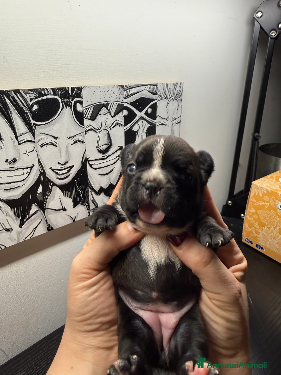 Bulldog Francese cani in vendita: Bulldog francese  - Annuncio 5