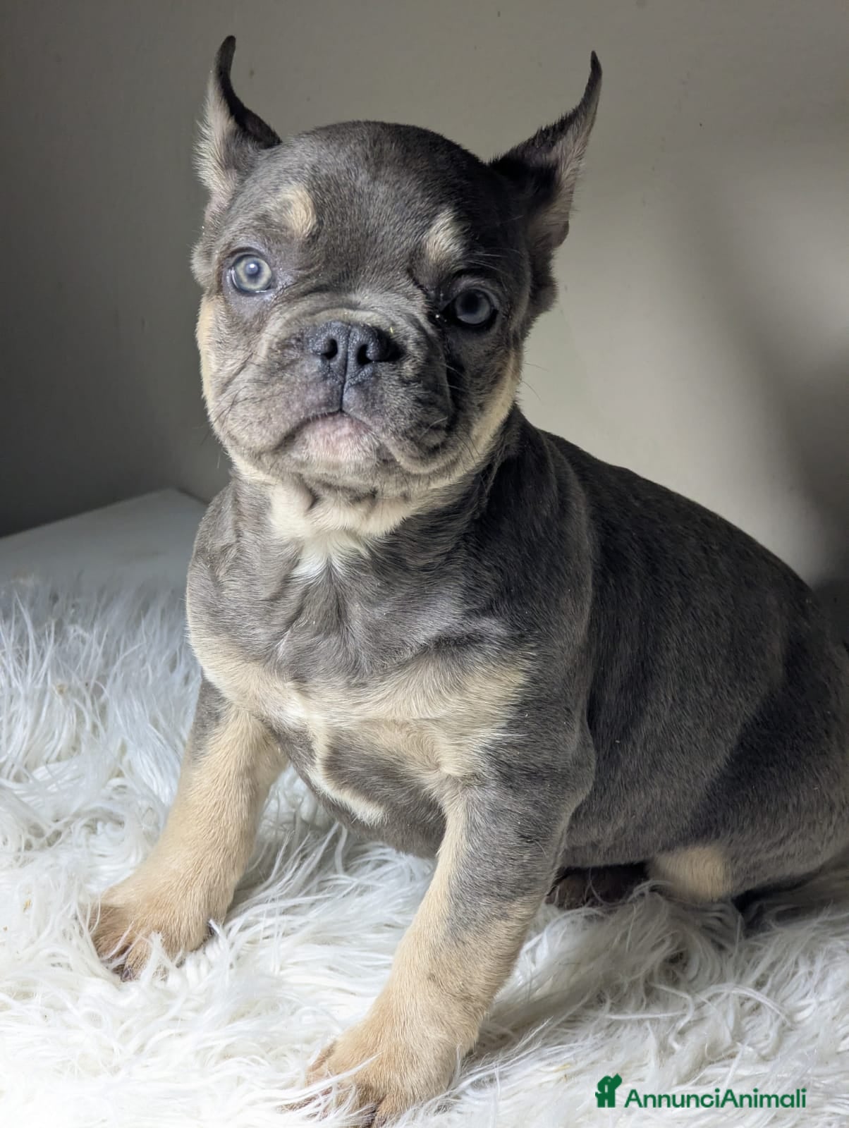 Bulldog Francese cani Bulldog francesi cuccioli esotici - Annuncio 2