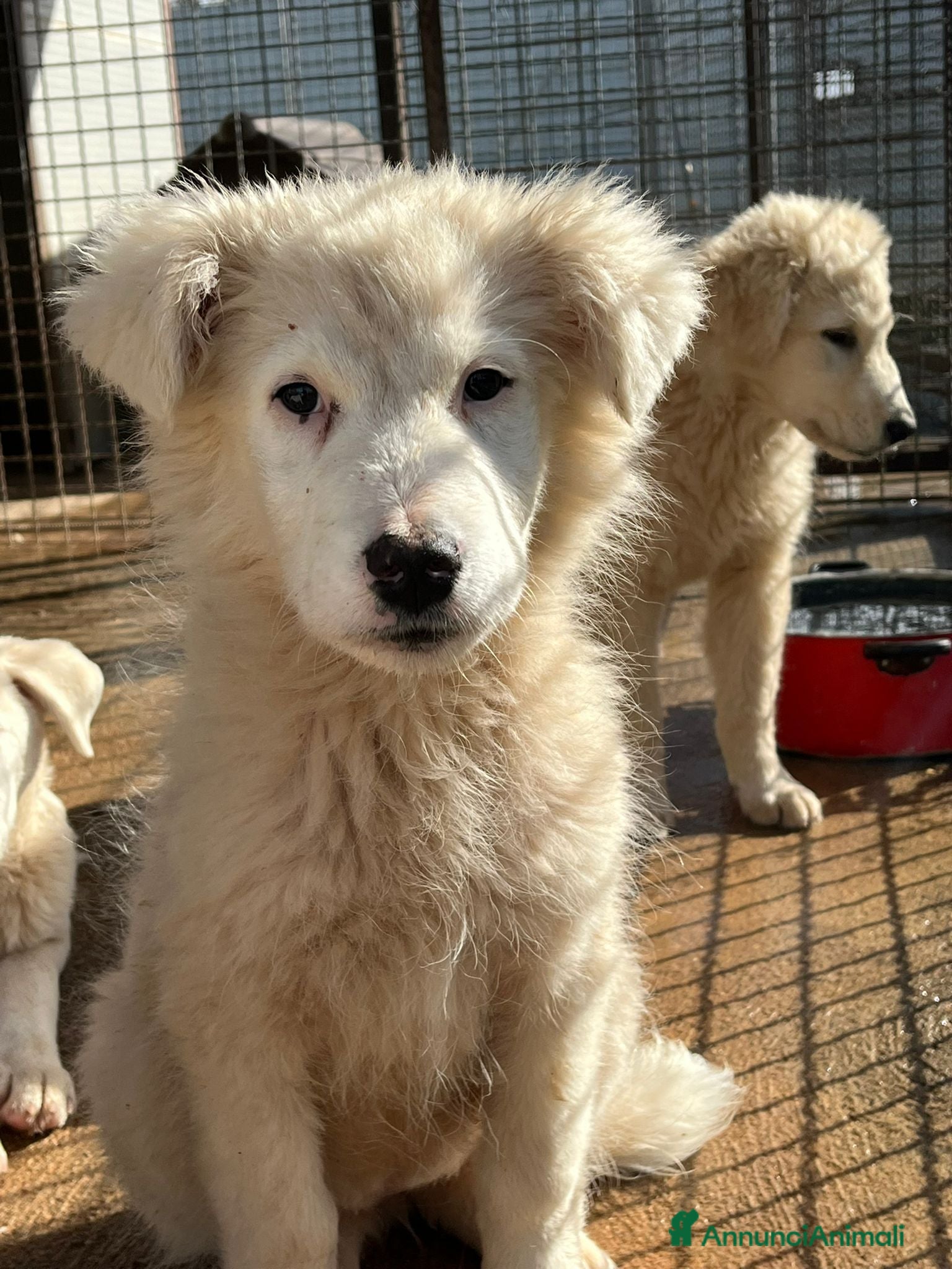 Meticcio cani Cucciola in canile  - Annuncio 9