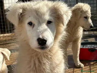 Meticcio cani Cucciola in canile - Annuncio 9