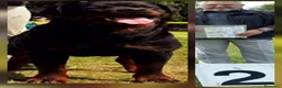 Rottweiler cani in vendita: Disponibili cuccioli Rottweiler  - Annuncio 11