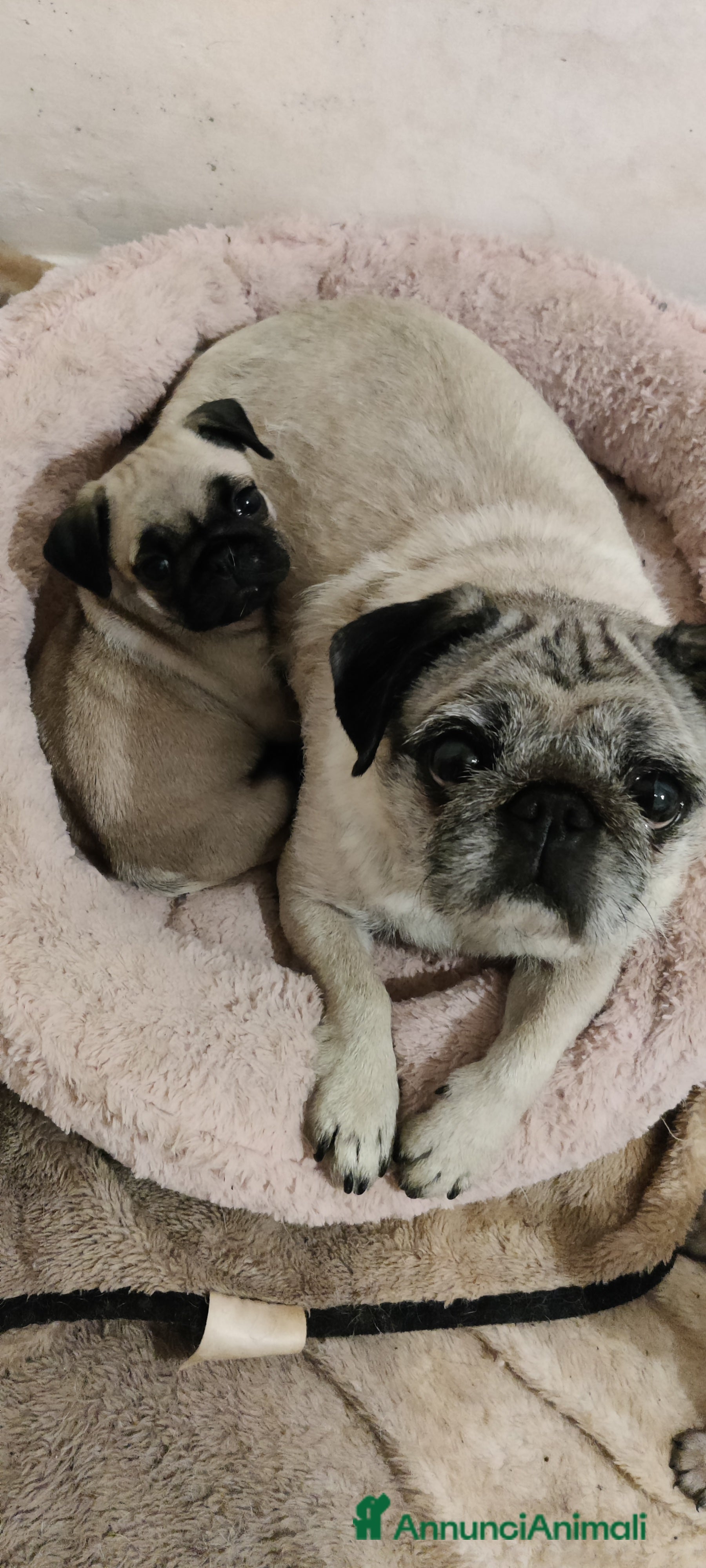 Carlino cani Cucciolo carlino femmina  - Annuncio 1