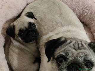 Carlino cani Cucciolo carlino femmina - Annuncio 10