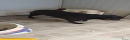Labrador cani in regalo: Neve, Labrador femmina in Canile - Annuncio 9