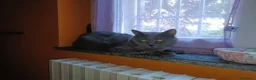 Certosino gatti in vendita: Cuccioli di certosino PURISSIMI  - Annuncio 19