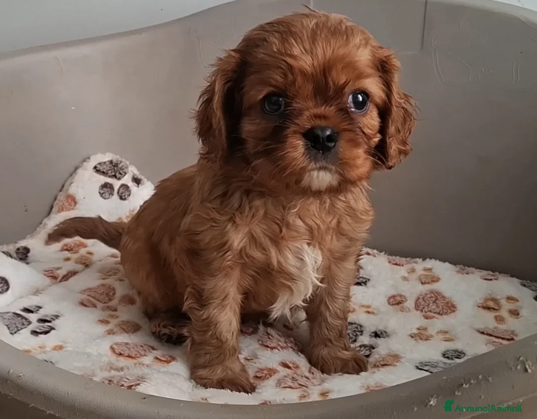 Cavalier King cani in vendita: Cuccioli di Cavalier king ruby - Annuncio 6