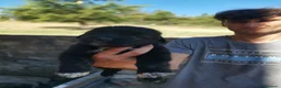 Pastore del Caucaso cani in vendita: Cuccioli di pastore del caucaso  - Annuncio 3