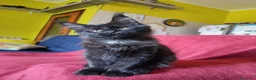Maine Coon gatti in vendita: Gattina Maine Coon disponibile subito - Annuncio 6