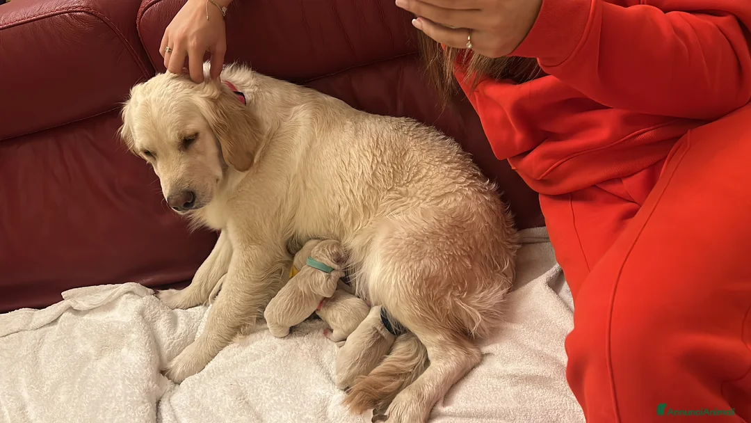 Golden Retriever cani in vendita: cuccioli golden retriver in vendita  - Annuncio 2